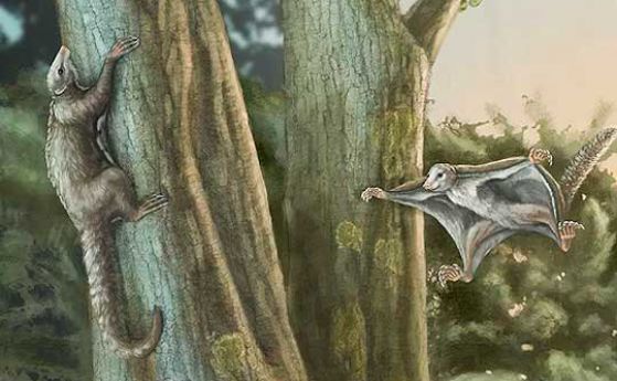 Предците на бозайниците са летели сред динозаврите