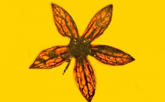 7 мънички цветя са открити в кехлибар на 100 млн години
