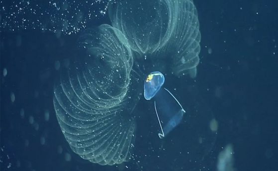 Странни същества разпространяват замърсяващи пластмаси в океана (видео)