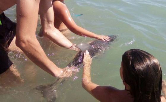 Туристи убиха бебе делфинче заради селфита (видео)