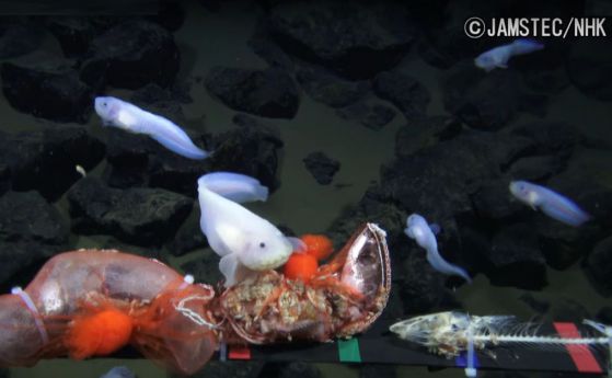 Заснеха най-дълбоководната риба (видео)