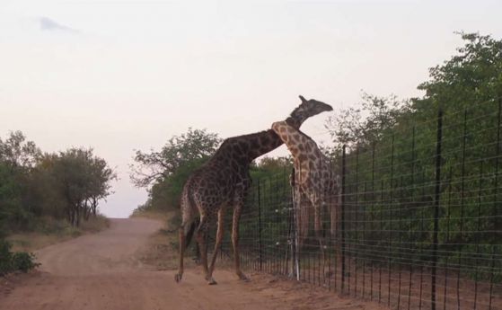 Вижте как се бият жирафите (видео)