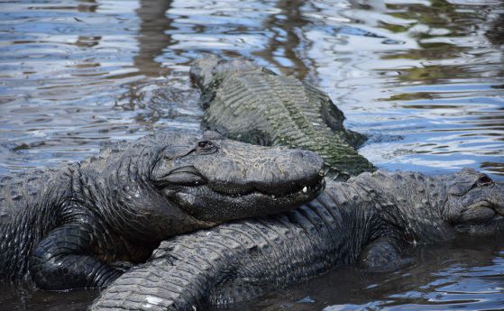 Наводнението може да освободи 350 алигатора от тексаски парк