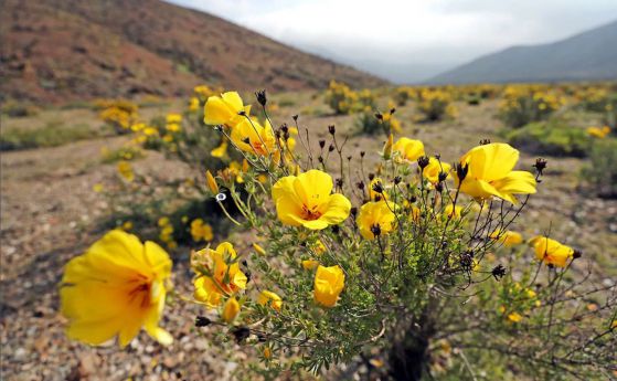 Най-сухата пустиня в света се покри с цветя (галерия)