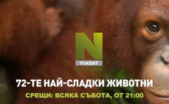 Най-сладкото животно в света и тайният живот на маймуните по Viasat Nature (видео)