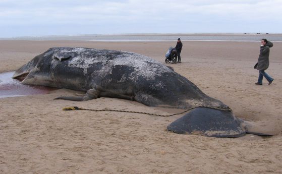 Слънчевите бури, които причиняват северното сияние, убиват и китовете