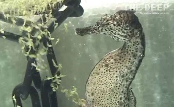 Вижте как ражда мъжко морско конче (видео)
