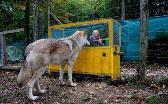 Вълците разбират причината и следствието по-добре от кучетата (видео)