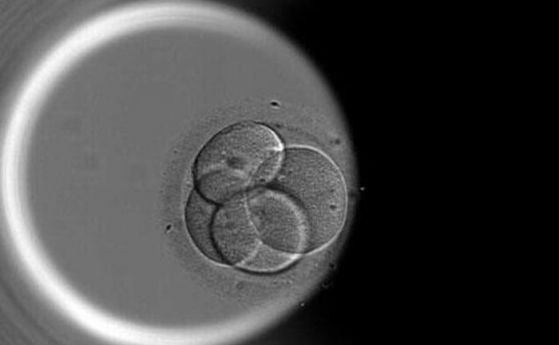 За първи път е редактиран ген в еднодневен ембрион