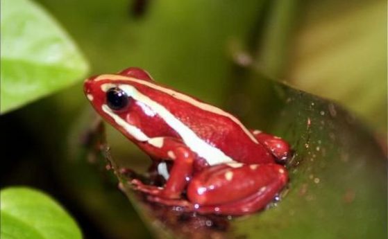 Учените разбраха защо тропическите жаби не страдат от собствената си отрова (видео)