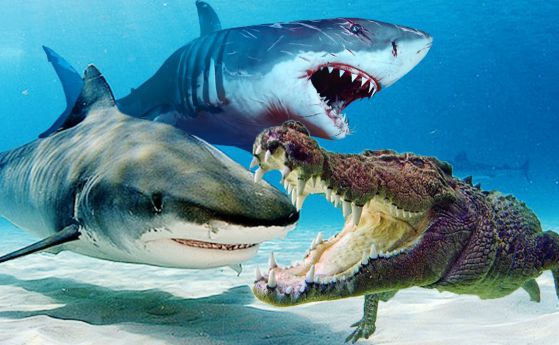 Алигаторите срещу акулите: Кой ще спечели (видео)
