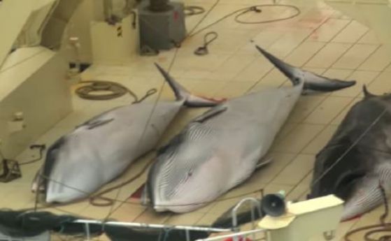 Убийство на 177 кита в името на науката