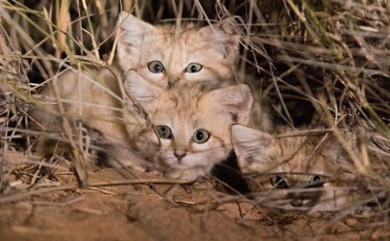 За първи път неуловимите пясъчни котенца са заснети в дивата природа 