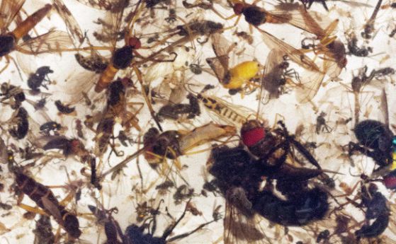 За 27 години летящите насекоми в Европа са намалели с 76% по маса (видео)