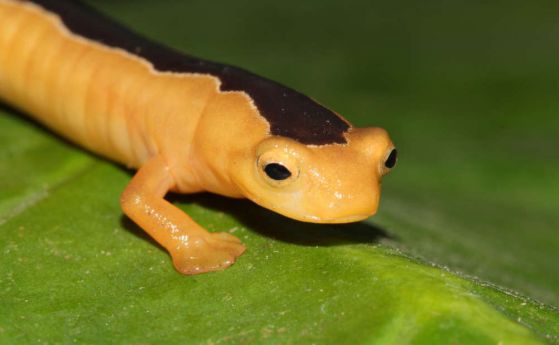 Откриха "златното чудо" на Гватемала - считан 40 г. за изчезнал саламандър 