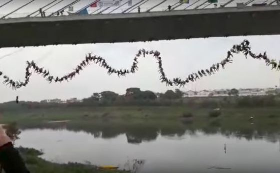 Чудесата на физиката: Как 245 души скочиха от мост заедно и оцеляха (видео)
