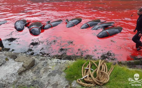 Стотици китове и делфини загинаха на Фарьорските острови (снимки)