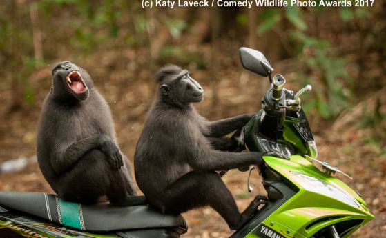 Финалистите в конкурса за най-смешни снимки на животни за 2017
