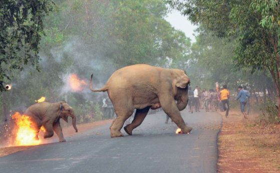 Жестока сцена на слонове в пламъци спечели Голямата награда за фотографии на диви животни