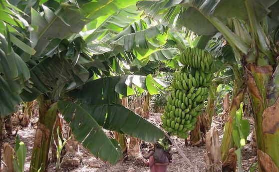 Бананите може да станат устойчиви на смъртоносно за тях гъбично заболяване