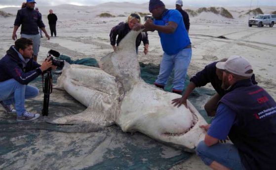 Някой избива големите бели акули и това не е човекът (видео)
