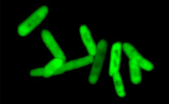 ДНК с допълнителни "букви" се научи да синтезира протеини