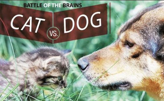 Кучетата са по-умни от котките: Кучетата имат два пъти повече неврони (видео)