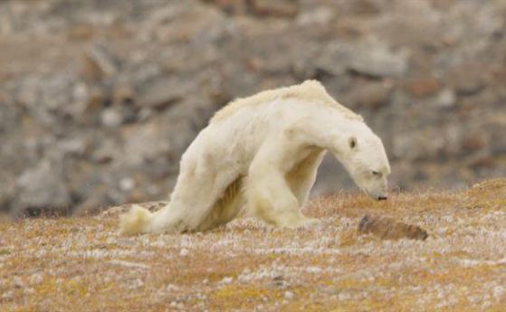 Последните часове на полярна мечка са заснети в сърцераздирателно видео