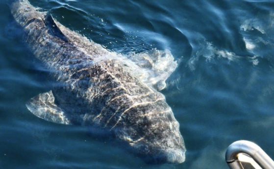 512-годишна гренландска акула може да е най-старото живо гръбначно в света