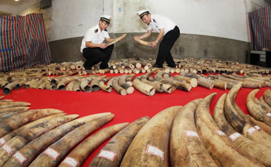 Официално: Китай сложи край на търговията със слонова кост (видео)