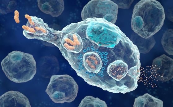 Имунни клетки помагат на метастазите, дори преди да се развие самият тумор