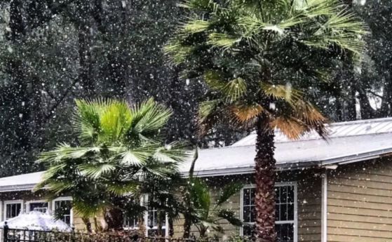 Сняг покри палми във Флорида за първи път от десетилетия (видео)