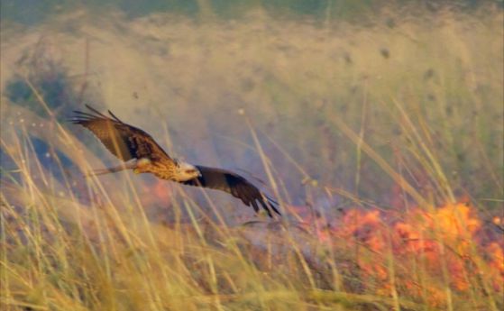 Хищни птици използват огън, за да подгонят плячката си