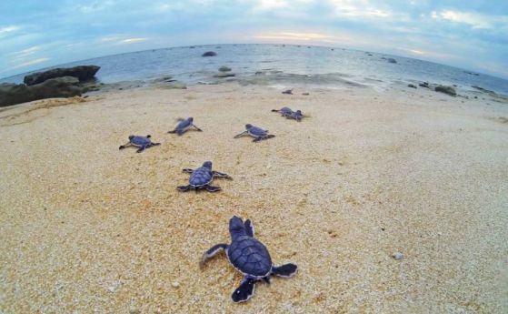 99,8% от новородените морски костенурки са женски заради по-топлия климат