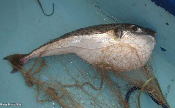 Инвазивната токсична риба фугу завзема европейските води
