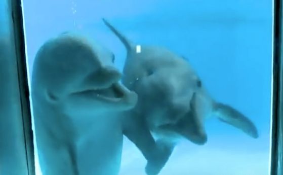 Делфините разпознават собственото си отражение по-рано от човешките деца (видео)