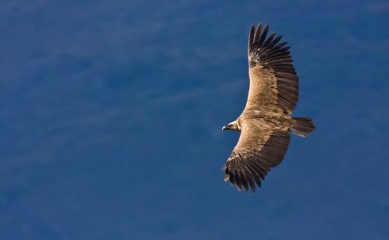 Камера излъчва на живо от гнездо на белоглави лешояди в Източните Родопи (видео)