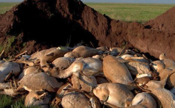 Глобалното затопляне уби 200 000 антилопи сайга само за три седмици 