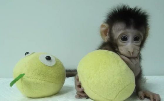 Показаха първите клонирани маймуни. Стъпка към клонирането на хора? (видео)