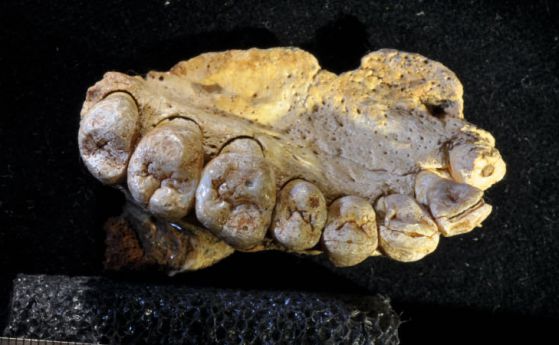Човешката история става по-дълга: Намериха най-старите фосили извън Африка 