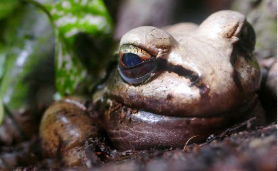 Смяната на пола спасява мъжките жаби от деградация