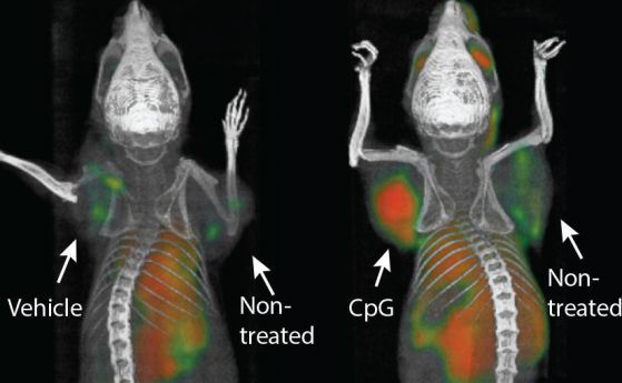 Противоракова "ваксина" премахва тумори при мишки