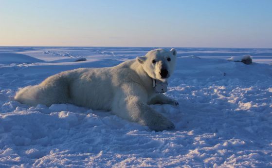 Полярните мечки гладуват, докато арктическият лед изчезва (видео)