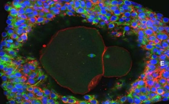 За първи път човешки яйцеклетки са отгледани лабораторно