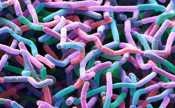 Откриха нов тип антибиотици в почвата, способни да преборят супербактериите