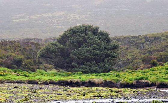 Най-самотното дърво в света бележи началото на Антропоцена