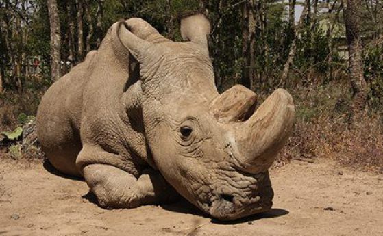 Последният мъжки северен бял носорог в света е болен