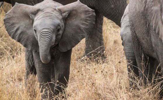 Слоновете са странно устойчиви на рака - и най-сетне се разбра защо