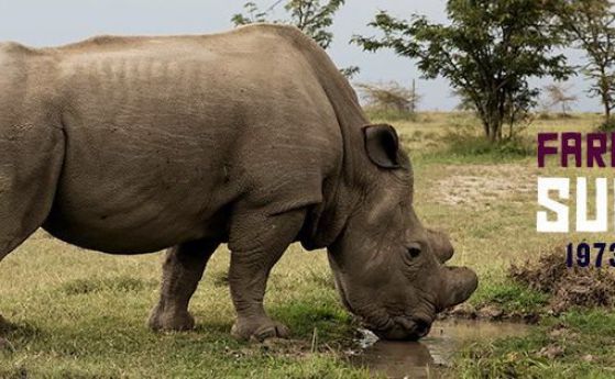Почина Судан, последният мъжки северен бял носорог