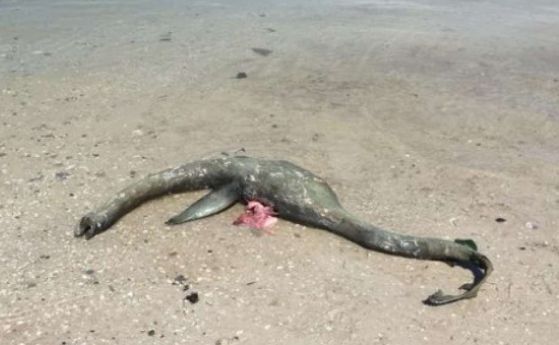 Невероятно същество, подобно на Неси, е намерено на бреговете на Джорджия (видео)